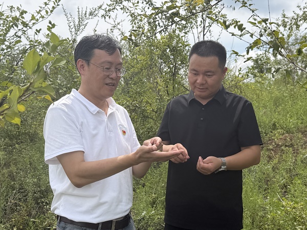 铜川市印台区：千亩连翘“链”动荒坡 复合种植拓宽振兴路