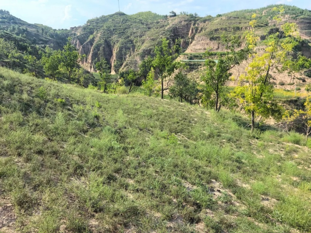 <b>榆林市佳县张于家畔村：荒山披上绿装 远志开出“良方”</b>
