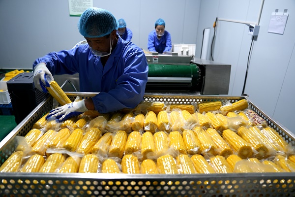 铜川市宜君县打造鲜食玉米精深加工全产业链