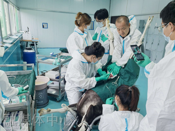 <b>咸阳市三原县独李镇奶山羊产业研究中心开展奶山羊胚胎移植手术</b>