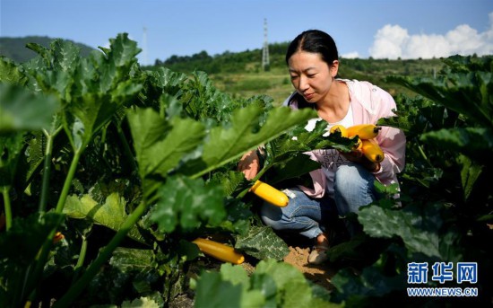 （经济）（3）陕西太白：秦岭高山蔬菜走出大山
