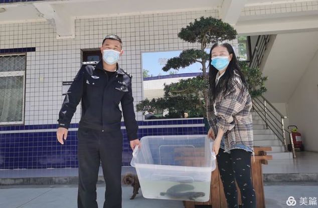 60厘米长的娃娃鱼搁浅 警民合力护送“回家”