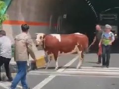 大黄牛在高速“玩命” 逼停多台汽车 后在隧道内狂奔