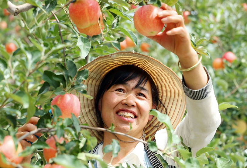 <b>合阳县苹果丰收正当时 果农增收笑开颜</b>