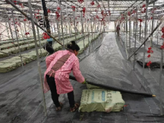 <b>商洛市柞水县：小菌种出“新希望” 木耳扎下“致富根”</b>