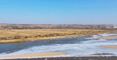 <b>黄河山西河曲段进入流凌期 天鹅翩跹点缀冬日生态画卷</b>
