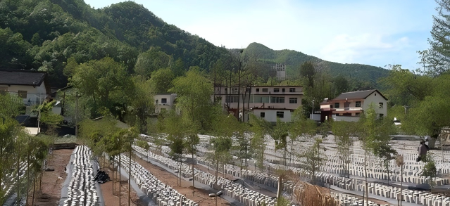 <b>陕西柞水多举措发展林下经济</b>