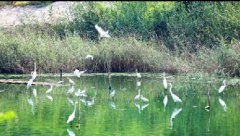 <b>河北衡水：城市湿地生态向好 众多鸟类“落户”城区</b>