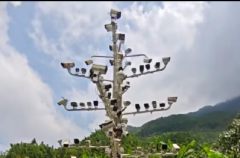 <b>一根立杆挂84个摄像头？江西萍乡回应：是旧物艺术装置，仅1个在用</b>